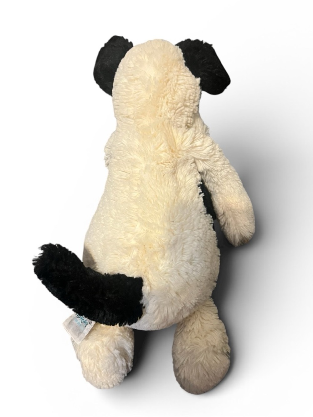 Bashful Black & Cream
Puppy - Picture 6 of 6